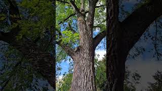 Black Walnut Tree Identification walnuttree blackwalnut ontarionature [upl. by Nich]