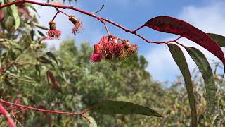 Eucalyptus torquata Coral gum [upl. by Yanetruoc]