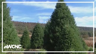 White House staff to choose Christmas tree from North Carolina on Monday [upl. by Usanis]