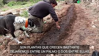 PLANTAR TOMATERAS EN TERRENO DURO PARA UNA BUENA COSECHA [upl. by Crista]