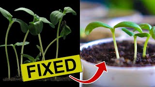 How to Fix Leggy Seedlings Without Grow Lights [upl. by Pearline298]