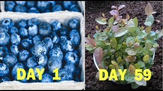 How to Grow Blueberries from Seeds of Blueberry Quick Method [upl. by Gati]