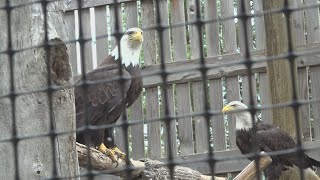 Coeur dAlene Tribe reacts to man who was sentenced for killing 3600 birds [upl. by Elva]