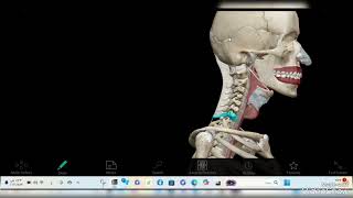 Radiographic Techniques for Larynx [upl. by Monarski477]