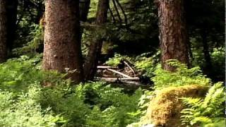 Winter Wren Song In Alaska RainForest [upl. by Joachim]