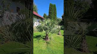 Butia capitata Update Gelee  Palme Sept 2023 [upl. by Rehtaef]