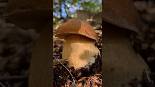 NONNO ma che PORCINO ENORME 😱😍porcini funghi funghiporcini boletus boletusedulis fungo [upl. by Arreit]