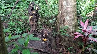 Cute coati eating fruits CR 022020 [upl. by Cirtap]