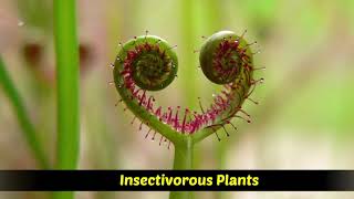 Heterotrophic Plants  Saprophytic  Parasitic  Insectivorous plants [upl. by Burke941]