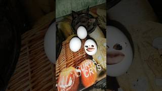 EGG funny COMEDY funnyanimal shortvideo trend trending shortsviral shorts short [upl. by Rosenquist]