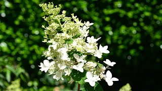 Panicle Hydrangea Hydrangea paniculata [upl. by Allenod183]