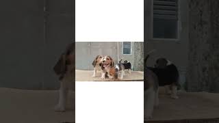 Best Dog shop in Guwahati Starting price 3500 only petmarketassamviraldogshortvideoshortspet [upl. by Cartie]