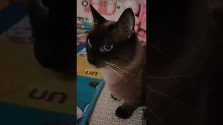 el patrón trabaja mucho2936mexico tiktok cat argentina inglaterra argentina 🥰🥰🥰🥰🥰 [upl. by Enilaf]