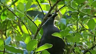 Kokako aka BlueWattled Crow  TiriTiri Matangi  New Zealand  New Zealand Birds [upl. by Rafe186]