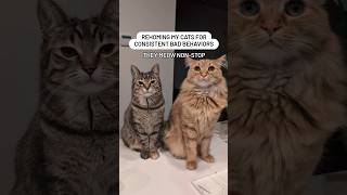 Rehoming my cats cats cattitude catlover funnycat funnypet cat catvideos catshort rescue [upl. by Bez]