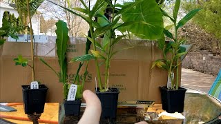 Logees Plant Haul Unboxing Review  Thai Giant  Epiphyllum  Ebay Scams [upl. by Gaiser456]