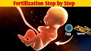 😍🩺Conception Explained From Ovulation to Fertilization  Fertilization of Egg and Sperm in Humans [upl. by Figueroa]