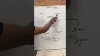 Pancreas Secrets Revealed  Class 10 Biology in 60 Seconds [upl. by Kwabena]