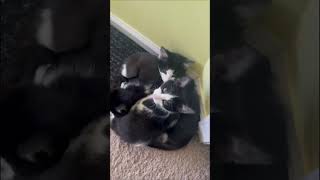 Ball of Kittens cats cat funnycats catlover [upl. by Demmy543]