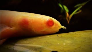 Senegal Bichir Fish Care amp Tank Set up Guide Polypterus [upl. by Pavkovic]