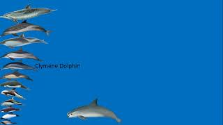 Dolphins Size Comparison [upl. by Idolah218]