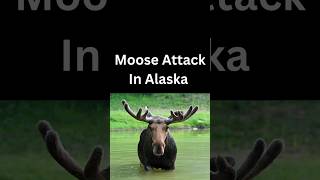 Moose attack in Alaska shorts [upl. by Nerua]