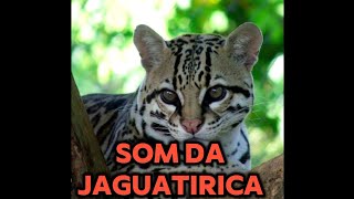 Som da Jaguatirica  O Leopardus pardalis [upl. by Xanthe]