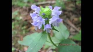 Edible amp Medicinal HealAll  Prunella vulgaris [upl. by Erelia]