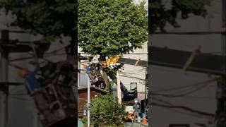 은행나무열매털기 크레인작업불광천 가을 the act of robbing ginkgo nuts crane operation [upl. by Yeruoc]