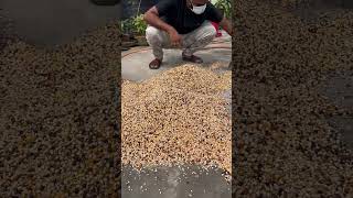 Pigeon Food 🍱 processing merpati kalapati racingpigeon homingpigeon güvercin pigeonfood [upl. by Aeslahc]