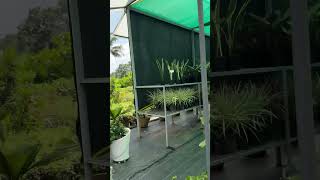 plant nursery plantnurseryvisit plants shortvideo plantshopping shorts pta adoor [upl. by Iris783]