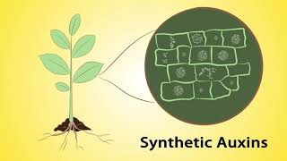 Mode of Action Part 1 Herbicides and Insecticides Mandarin [upl. by Lingwood]