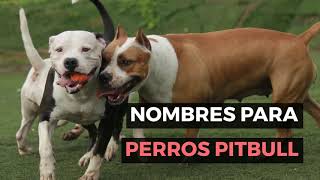 🥇 MEJORES NOMBRES PARA PERROS PITBULL 🐾 ¡UNICOS PARA HEMBRAS Y MACHOS [upl. by Karolyn]