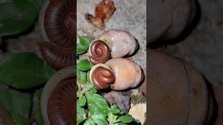 Manylegged centipedes live parasitically on snail shells  Thelifeofallthings555 snail short [upl. by Ainslie]