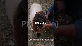 PPR in Sheep  bhair mein saans or mook ka ilaj by vet Dr Faisal shorts youtubeshorts shee ppr [upl. by Eelaras]