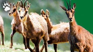 ISARD  LAcrobate des Pyrénées 🐐⛰️  Documentaire Animalier HD  AMP [upl. by Elyssa935]