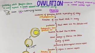 Ovulation  Easy Flowchart  Physiology [upl. by Siravat]