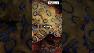 The Deadly Beauty of Blue Ringed Octopus BlueRingedOctopus AnimalFact OceanWonder WildlifeMagic [upl. by Nylrac772]