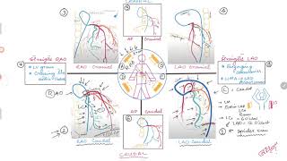 Coronary Angiogram Summarizing left Coronary System angiographic views [upl. by Eizzik]