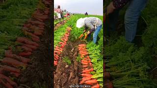 I was Surprised to See Her Picking Carrot 🥕🥕  Amazing Harvesting Activites shorts youtubeshorts [upl. by Idalina602]