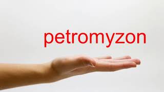 How to Pronounce petromyzon  American English [upl. by Melisent]