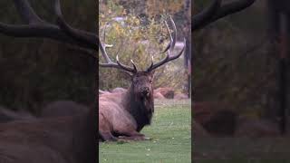 Close Up Elk Bugle shorts Bull Elk Call  Elk Sound [upl. by Tedmund410]