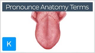 4 ways to correctly pronounce anatomy terms  Human Anatomy  Kenhub [upl. by Ashraf]