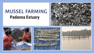 Mussel farming in Padanna Estuary  കല്ലുമ്മക്കായ കൃഷി രീതി [upl. by Ardnoik200]