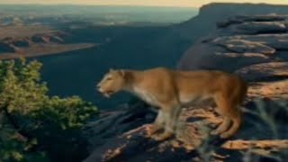 Saber Tooth Cat Prey  Ice Age Death Trap  BBC Studios [upl. by Naot586]