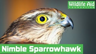 FIRST 15 MINUTES OF THE SECRET LIFE OF THE SPARROWHAWK DVD [upl. by Iclek515]