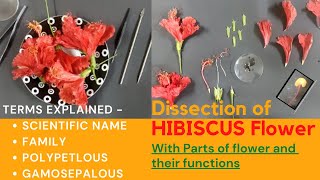 Dissection of hibiscus flower  Part of flower explained  How to dissect a hibiscus flower [upl. by Lirret972]