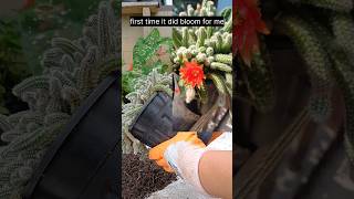 echinopsis chamaecereus peanut cactusyoutubeshorts shortvideo mycactuscollection [upl. by Ingamar]