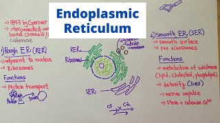 Structure and Function of Endoplasmic Reticulum [upl. by Lizned351]