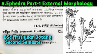 Ephedra Part1  Ephedra External Morphology  BSc first year Botany Second Semester [upl. by Ahtenek751]